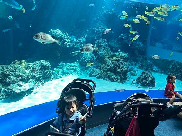 【沖繩景點】世界上最大的水族館之一。沖繩美麗海水族館