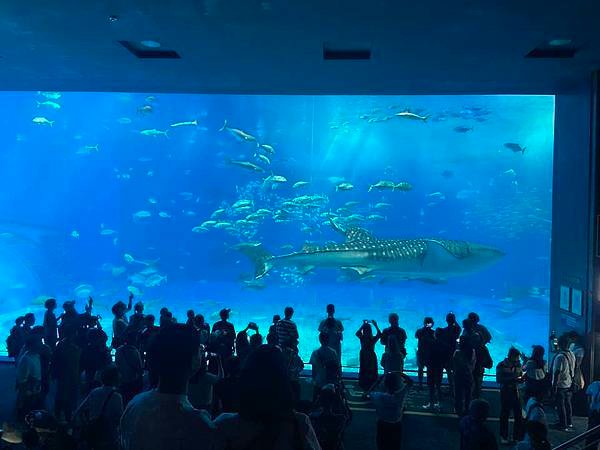 【沖繩景點】世界上最大的水族館之一。沖繩美麗海水族館