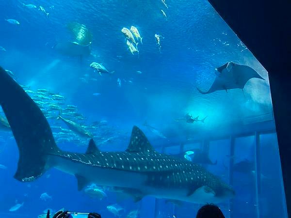 【沖繩景點】世界上最大的水族館之一。沖繩美麗海水族館