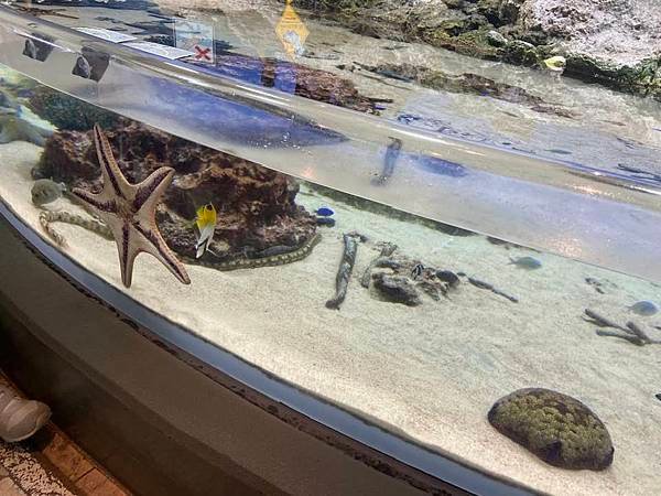 【沖繩景點】世界上最大的水族館之一。沖繩美麗海水族館