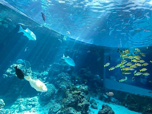 【沖繩景點】世界上最大的水族館之一。沖繩美麗海水族館