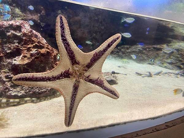 【沖繩景點】世界上最大的水族館之一。沖繩美麗海水族館