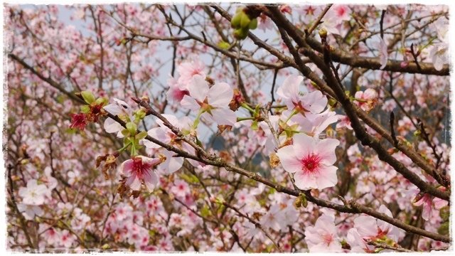 騰龍御櫻賞吉野櫻