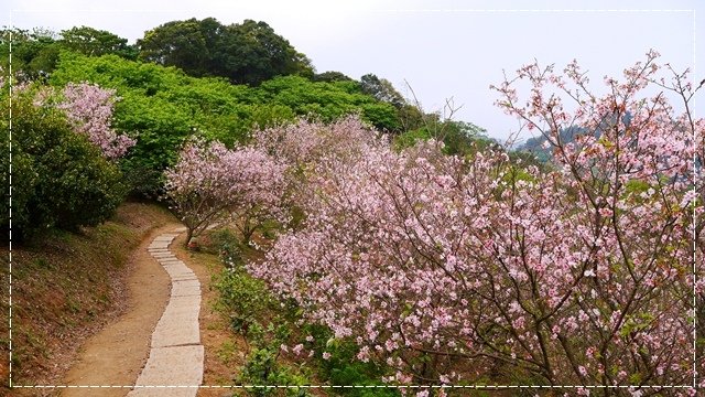 騰龍御櫻賞吉野櫻