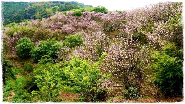 騰龍御櫻賞吉野櫻