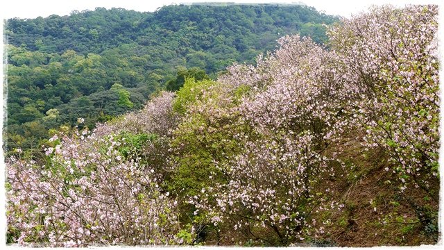 騰龍御櫻賞吉野櫻