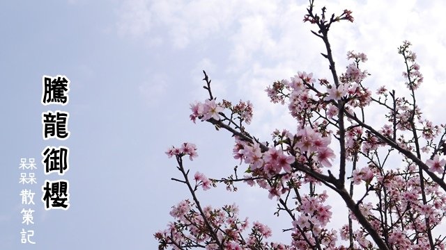 騰龍御櫻賞吉野櫻