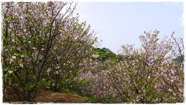 騰龍御櫻賞吉野櫻