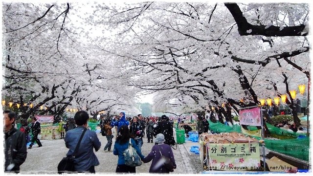 上野恩賜公園櫻吹雪