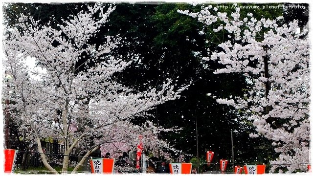 上野恩賜公園櫻吹雪