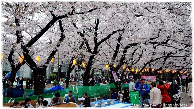 上野恩賜公園櫻吹雪