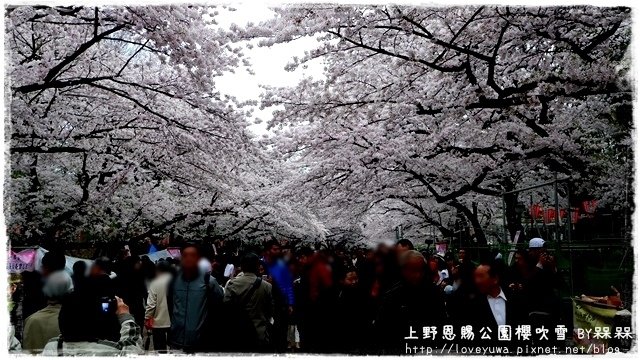 上野恩賜公園櫻吹雪