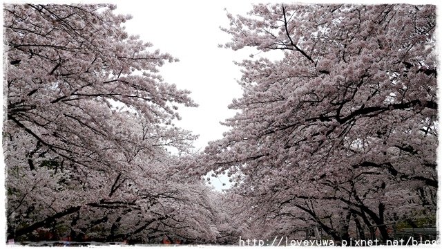 上野恩賜公園櫻吹雪