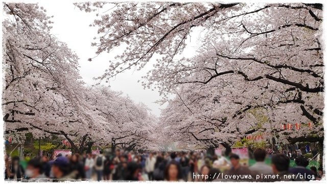 上野恩賜公園櫻吹雪