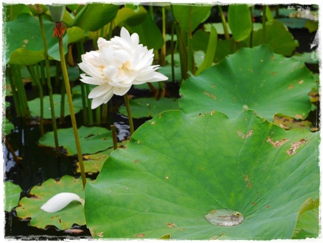 白石湖同心池賞蓮