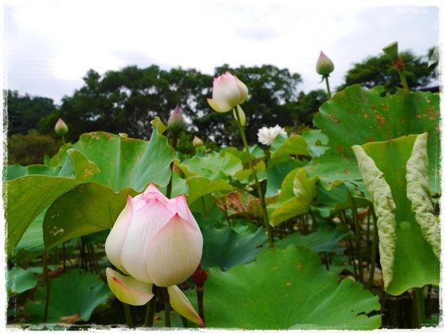 白石湖同心池賞蓮