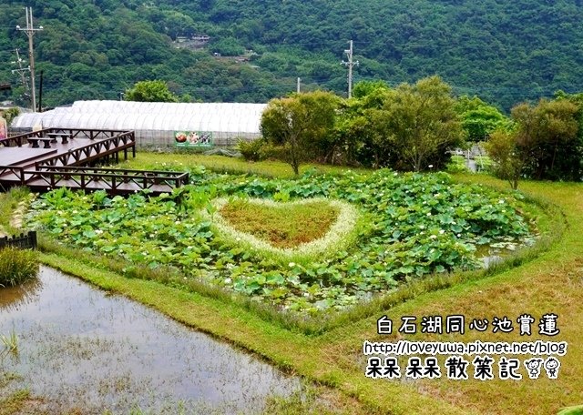 白石湖同心池賞蓮