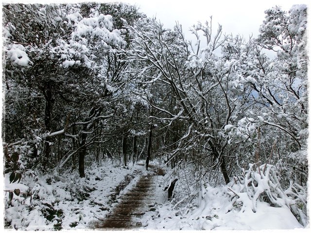 新店獅仔頭山。賞櫻與雪