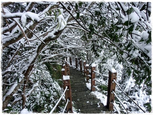 新店獅仔頭山。賞櫻與雪