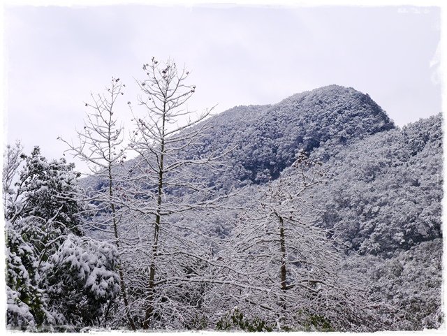 新店獅仔頭山。賞櫻與雪