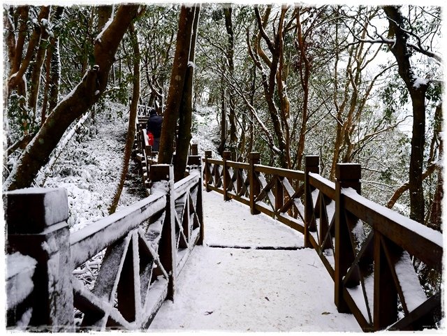 新店獅仔頭山。賞櫻與雪