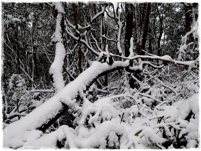 新店獅仔頭山。賞櫻與雪