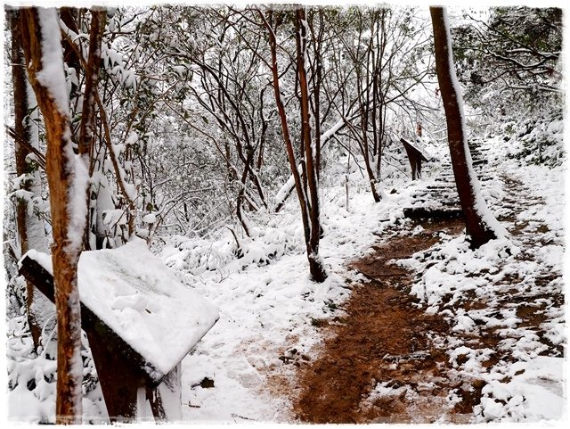 新店獅仔頭山。賞櫻與雪