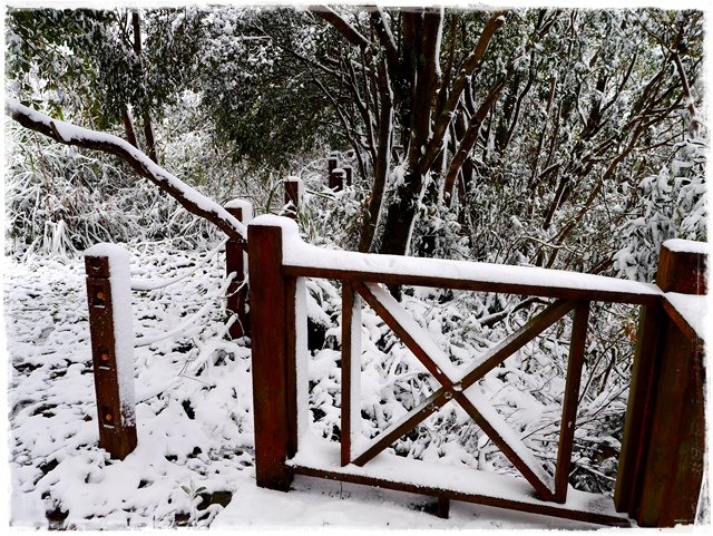 新店獅仔頭山。賞櫻與雪