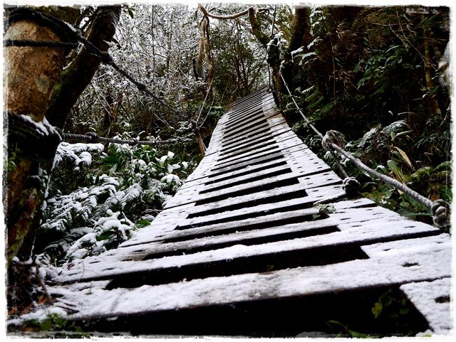 新店獅仔頭山。賞櫻與雪