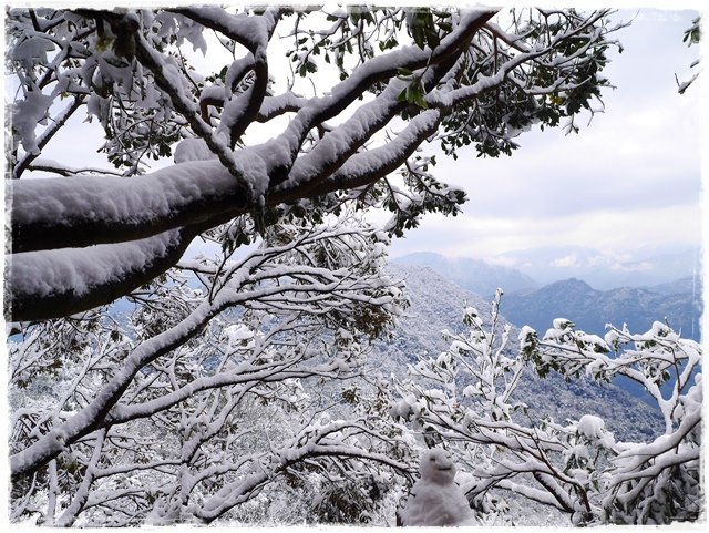 新店獅仔頭山。賞櫻與雪