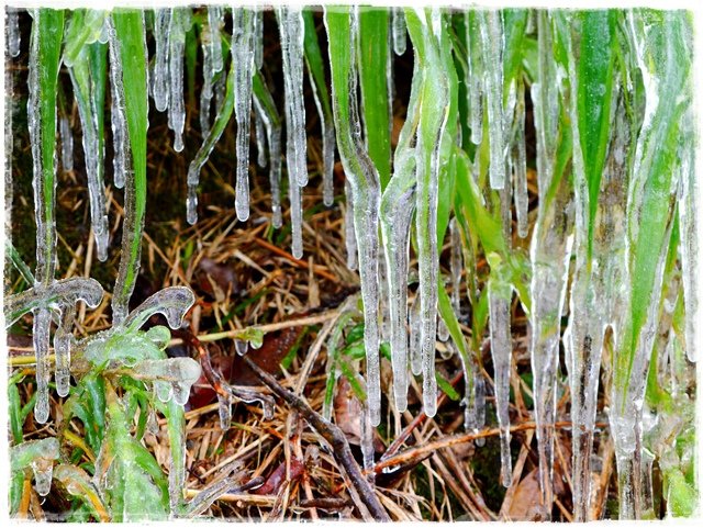 新店獅仔頭山。賞櫻與雪