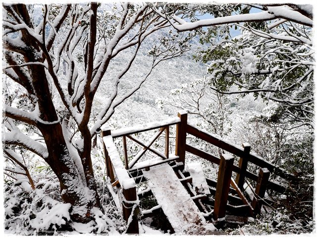 新店獅仔頭山。賞櫻與雪