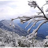 新店獅仔頭山。賞櫻與雪