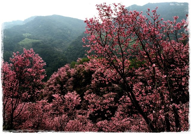 三峽竹崙路櫻花谷秘境