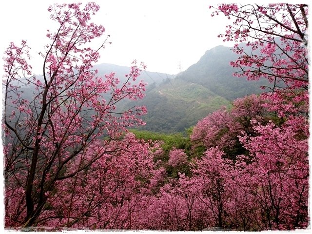 三峽竹崙路櫻花谷秘境