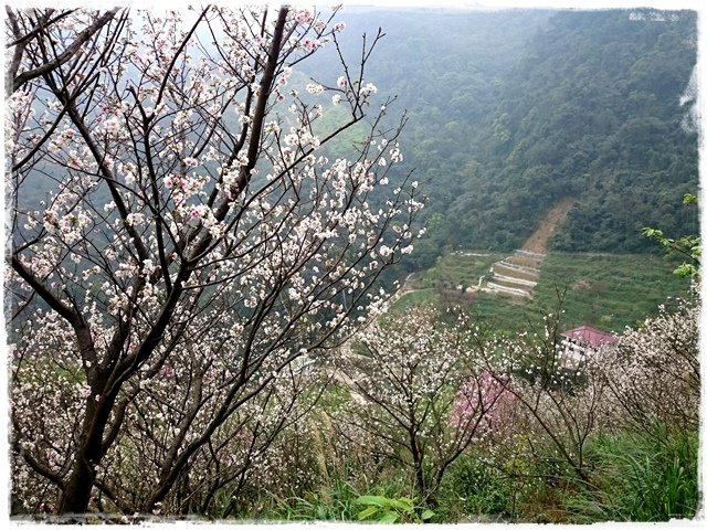 三峽竹崙路櫻花谷秘境