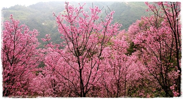 三峽竹崙路櫻花谷秘境