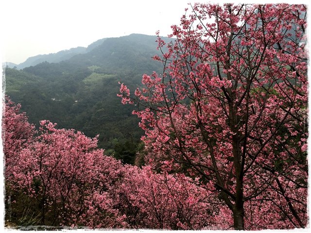 三峽竹崙路櫻花谷秘境