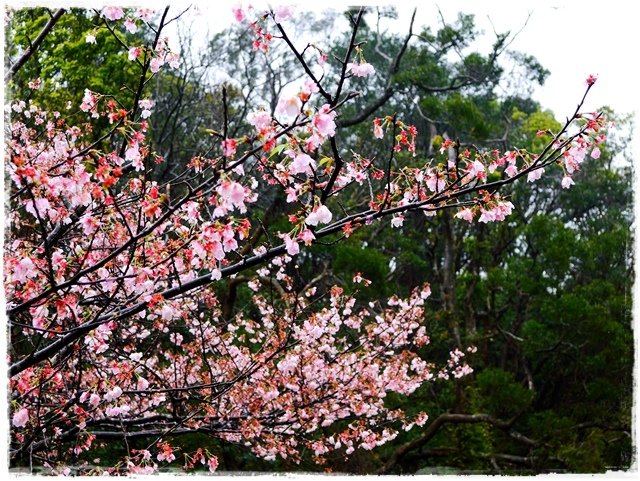 陽明山內厝溪櫻木花廊吉野櫻秘境 