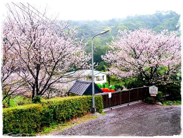 陽明山內厝溪櫻木花廊吉野櫻秘境 