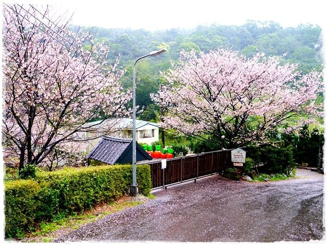 陽明山內厝溪櫻木花廊吉野櫻秘境 