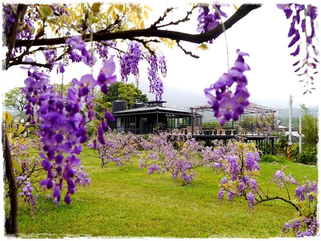 紫藤咖啡園淡水天元宮紫藤秘境