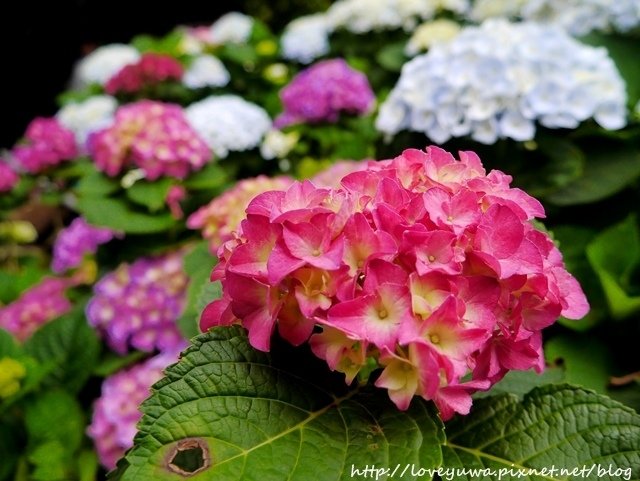 陽明山竹子湖高家繡球花田