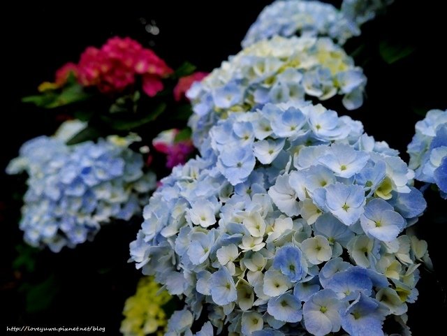 陽明山竹子湖高家繡球花田