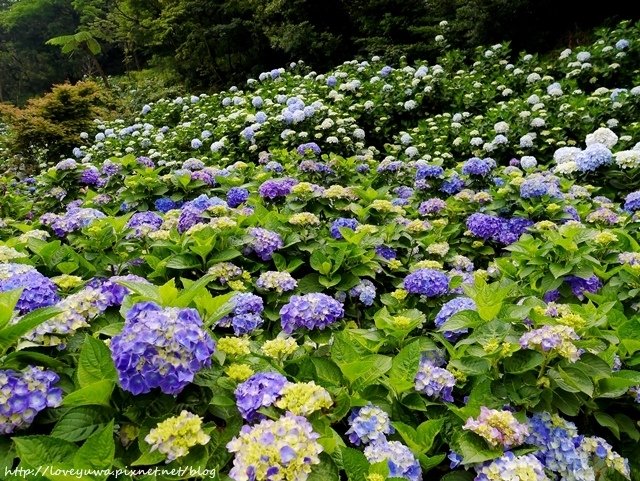 陽明山竹子湖高家繡球花田