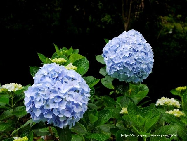 陽明山竹子湖高家繡球花田