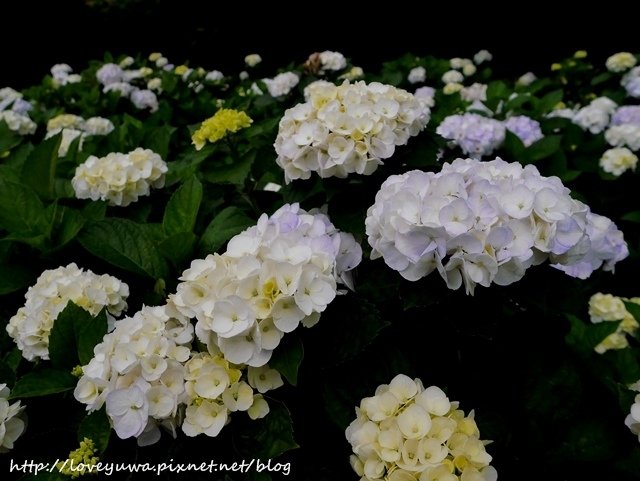 陽明山竹子湖高家繡球花田