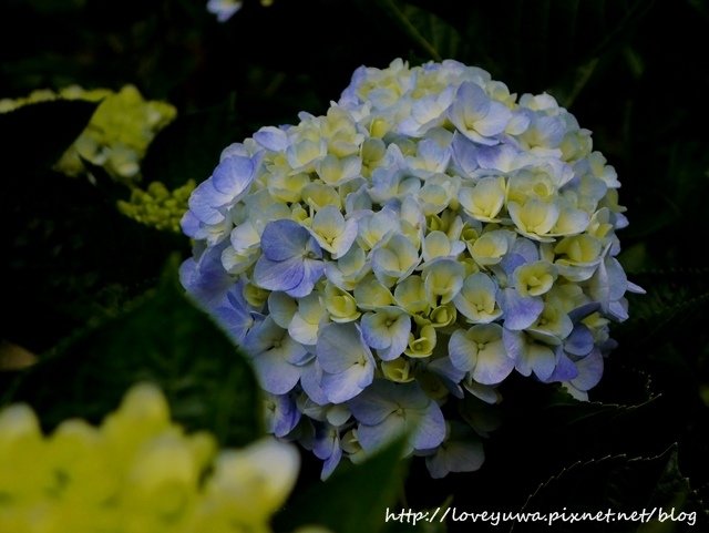 陽明山竹子湖高家繡球花田