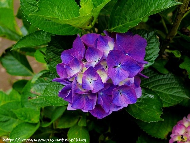 陽明山竹子湖高家繡球花田