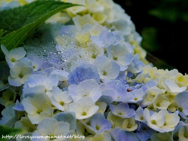 陽明山竹子湖高家繡球花田